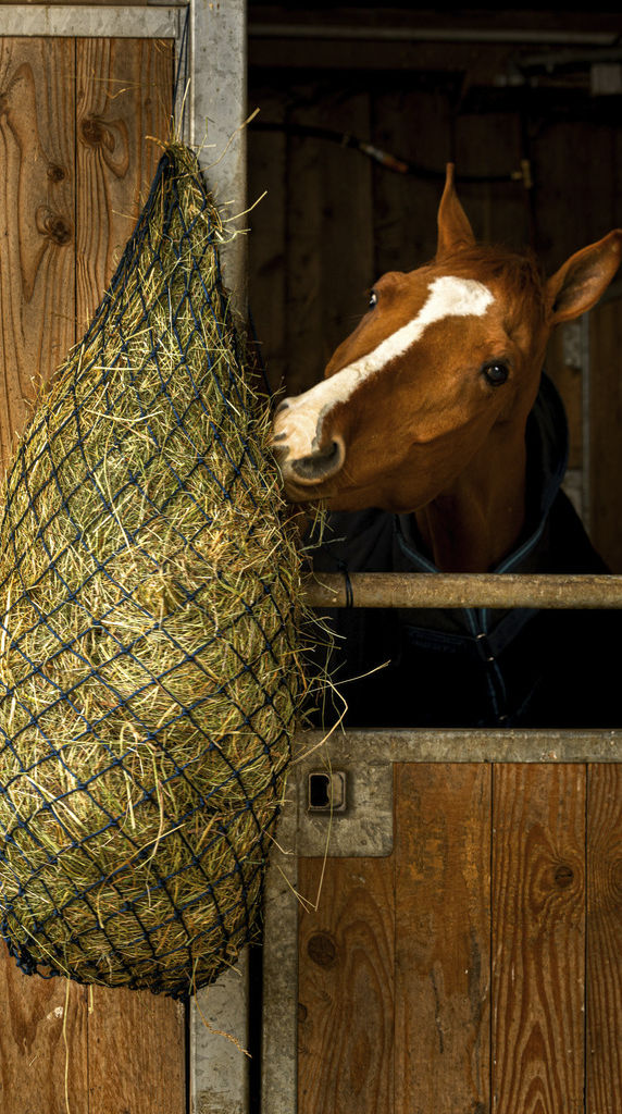 Miniatyrbild: Hippotonic, Long Hay Net