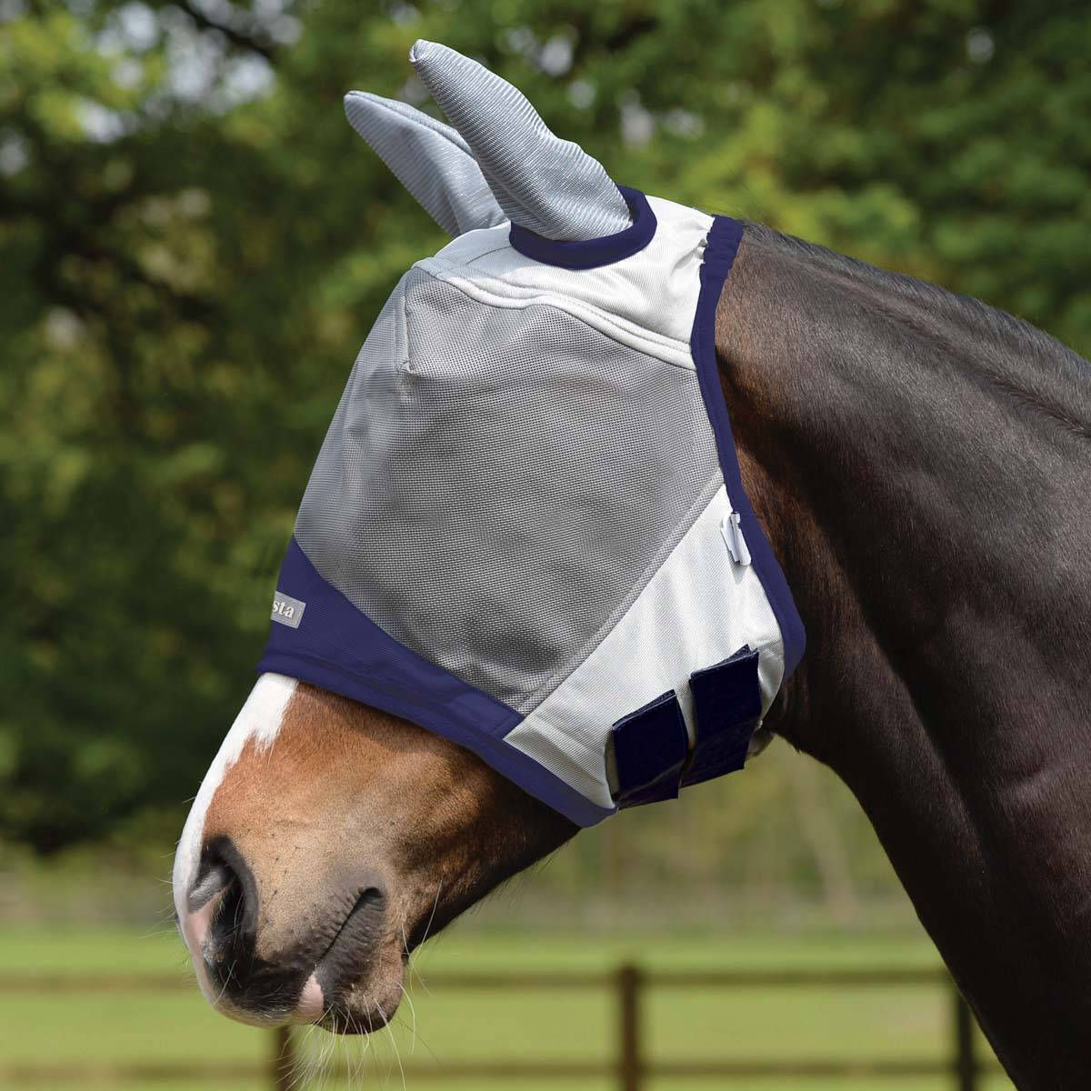 Masta, flughuva, med öron