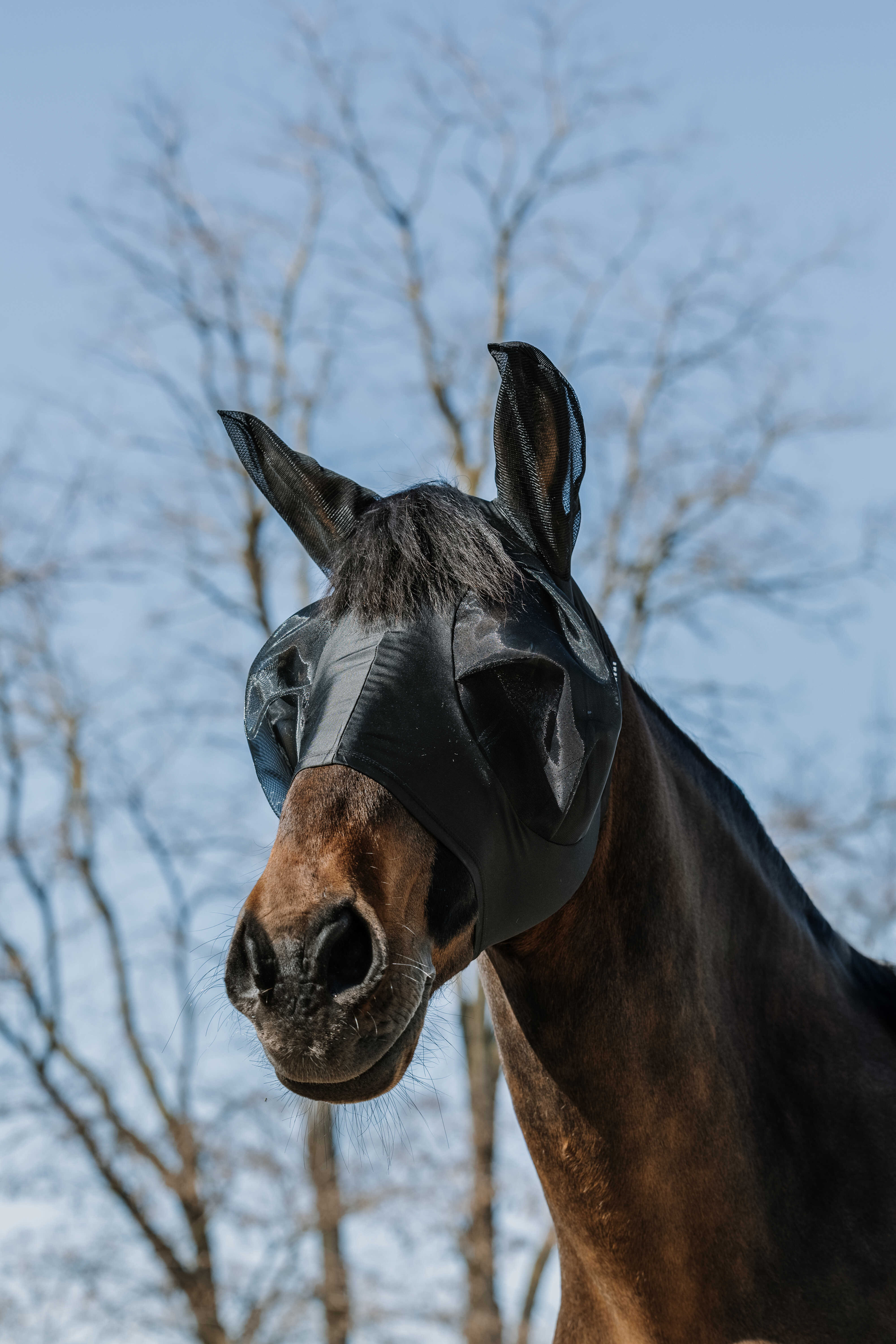 Equitheme Lycra UV 50, elastisk flughuva, med öron