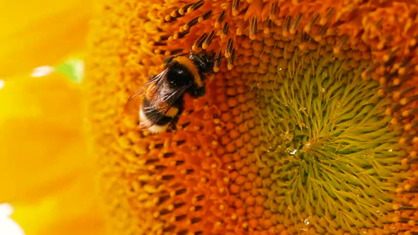 Sunflower in bloom