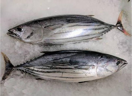 skupjack tuna_edited.jpg