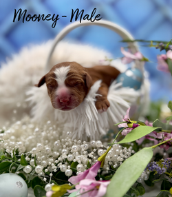 Mooney Newborn