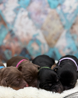 Group photo Violet litter pic 6
