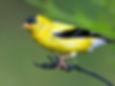 goldfinch.jpg