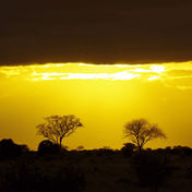 Crimson Dust & Salt Water: A Family Legacy Across Tsavo and the Swahili Coast