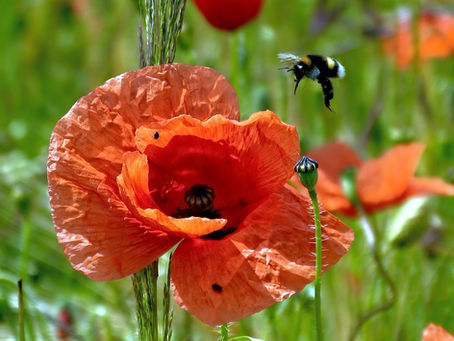 Der Klatschmohn