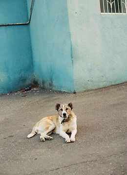 Chien Tbilissi c Paul Labourie pour Blumenhaus