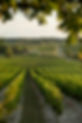 3I7A9293.jpg