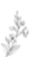 Flower Vector 