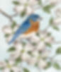 Bluebird