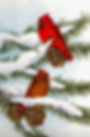 Cardinals