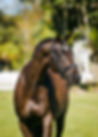 Improv Dressage Horse for Sale.jpeg