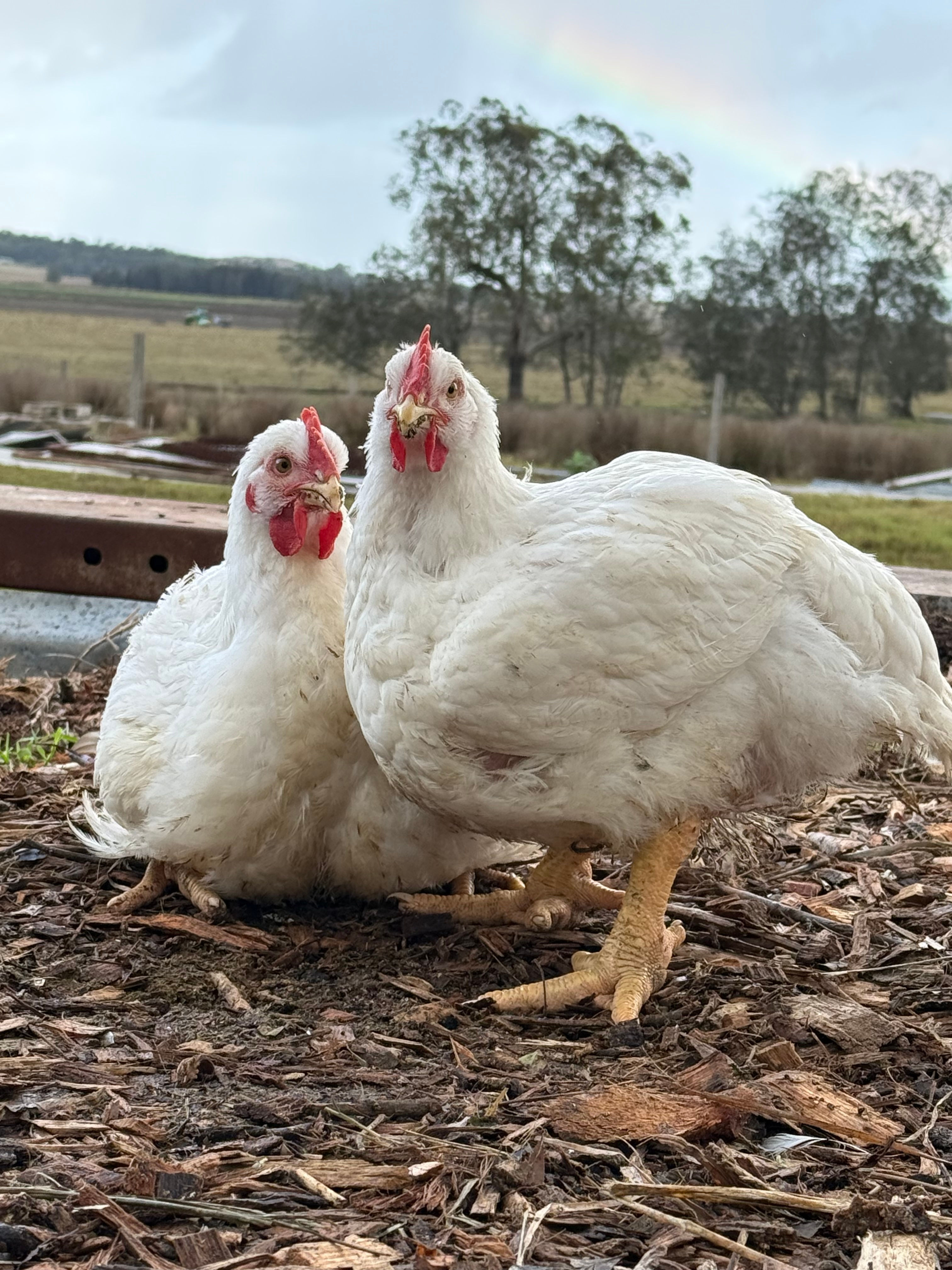 Chicken frame