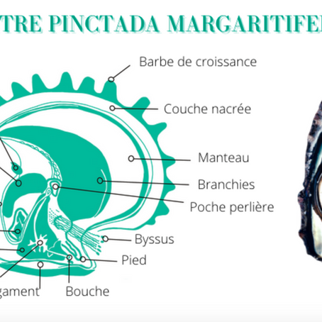 La formation de la perle de Tahiti