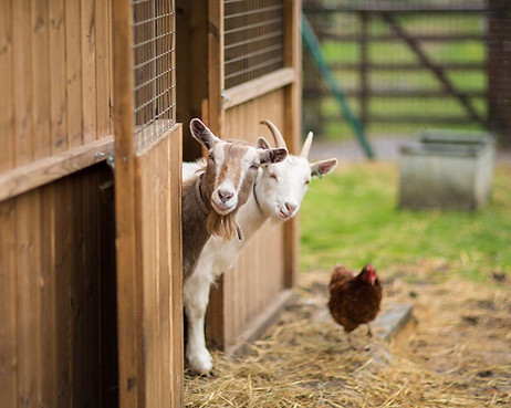 goats.jpeg