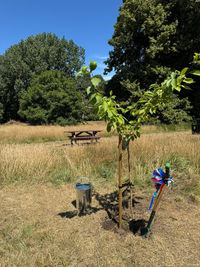Official planting of Cherry tree