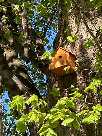 Tree with Bird box 3.jpg