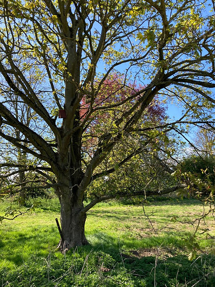 Tree with Bird box.jpg