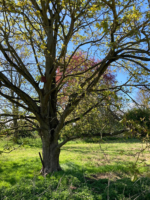 Tree with Bird box.jpg