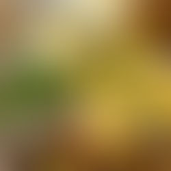 Vorstellung unserer Sorte "Quinoa" mit Sauerteig