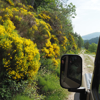  Yellow flowers everywhere 