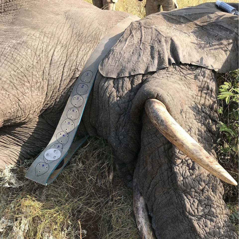 showing how to track elephants with GPS