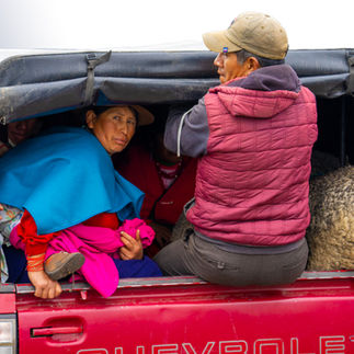 Sheep in back with people Guamote Market