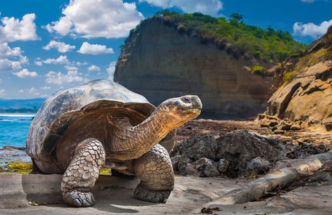 Galapagos