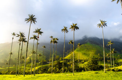 Cocora Valley in Colombia