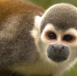 Squirrel monkey ecuador