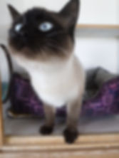 Pooky the Cat 2.jpeg