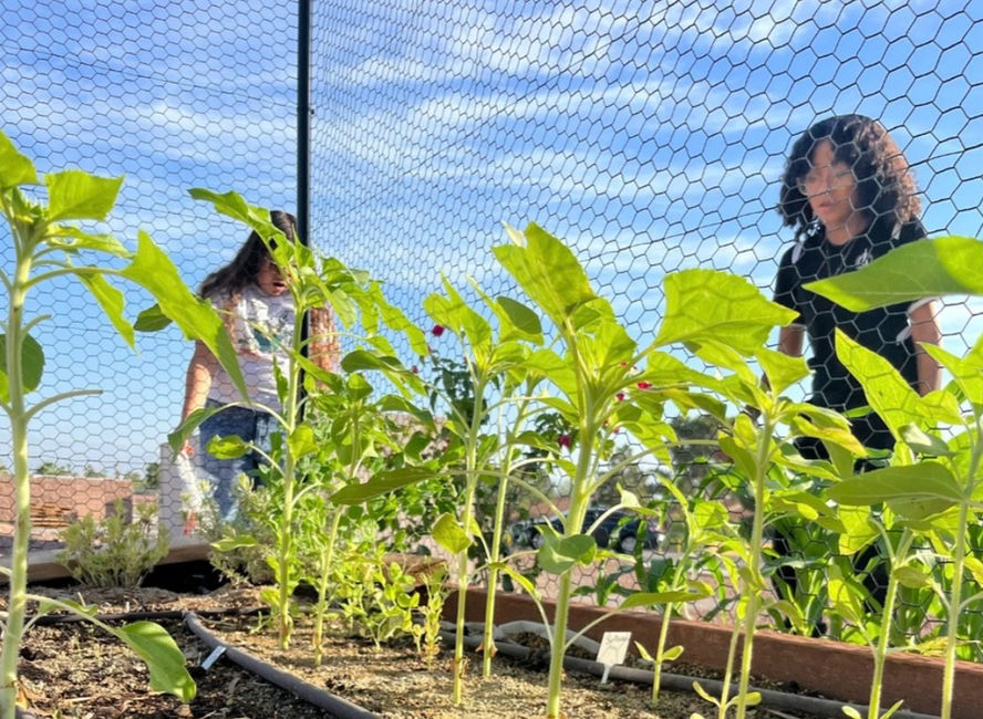 Up close shot of seedling and planters that Living Water helped build for ICA Middle School