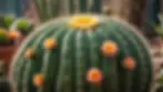 Eye-level view of a blooming cactus in a winter garden