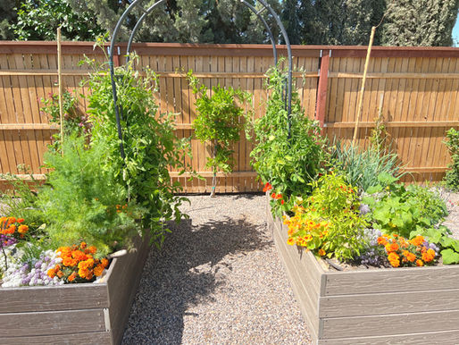growing a garden in Las Vegas