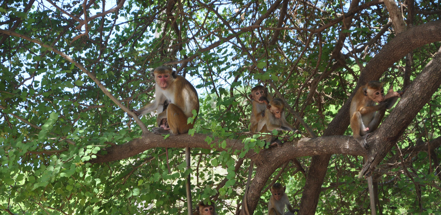 sri-lanka-reisen-safari-affen.JPG