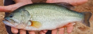 Largemouth Bass, T-Mo Fishery, pond and lake stocking, large mouth bass, bluegill, channel catfish, mosquitofish, fish farm, fingerling fish, live fish delivery, live fish pick up