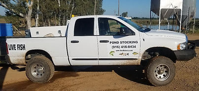 T-Mo Fishery, pond and lake stocking, large mouth bass, bluegill, channel catfish, mosquitofish, fish farm, fingerling fish, live fish delivery, live fish pick up