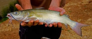 Channel Catfish, T-Mo Fishery, pond and lake stocking, large mouth bass, bluegill, channel catfish, mosquitofish, fish farm, fingerling fish, live fish delivery, live fish pick up