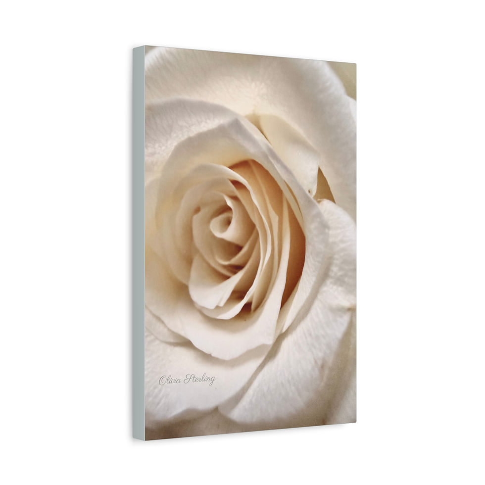 Thumbnail:  Canvas Print - Ivory Rose 2 - Aqua - Photography by Olivia Sterling 
