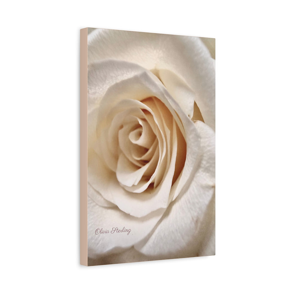 Thumbnail: Canvas Print - Ivory Rose 2 Pink - Photography and Design by Olivia Sterling 