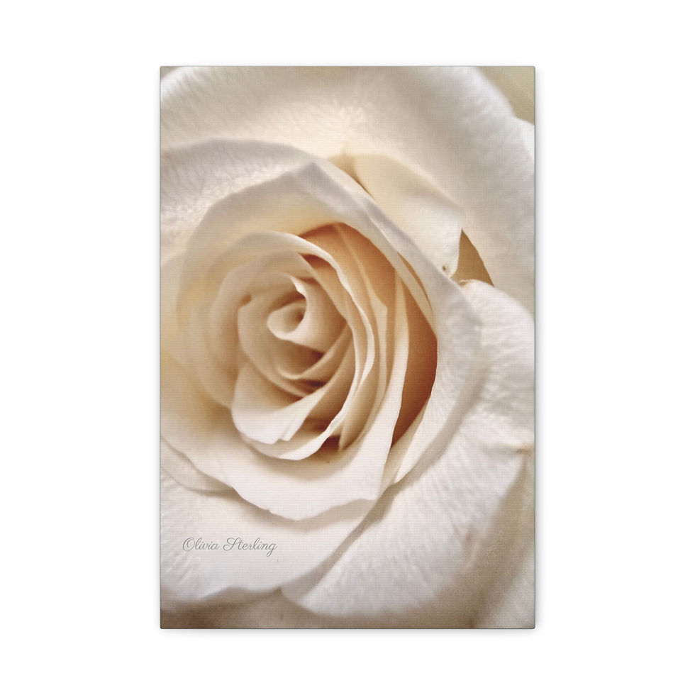 Thumbnail:  Canvas Print - Ivory Rose 2 - Aqua - Photography by Olivia Sterling 