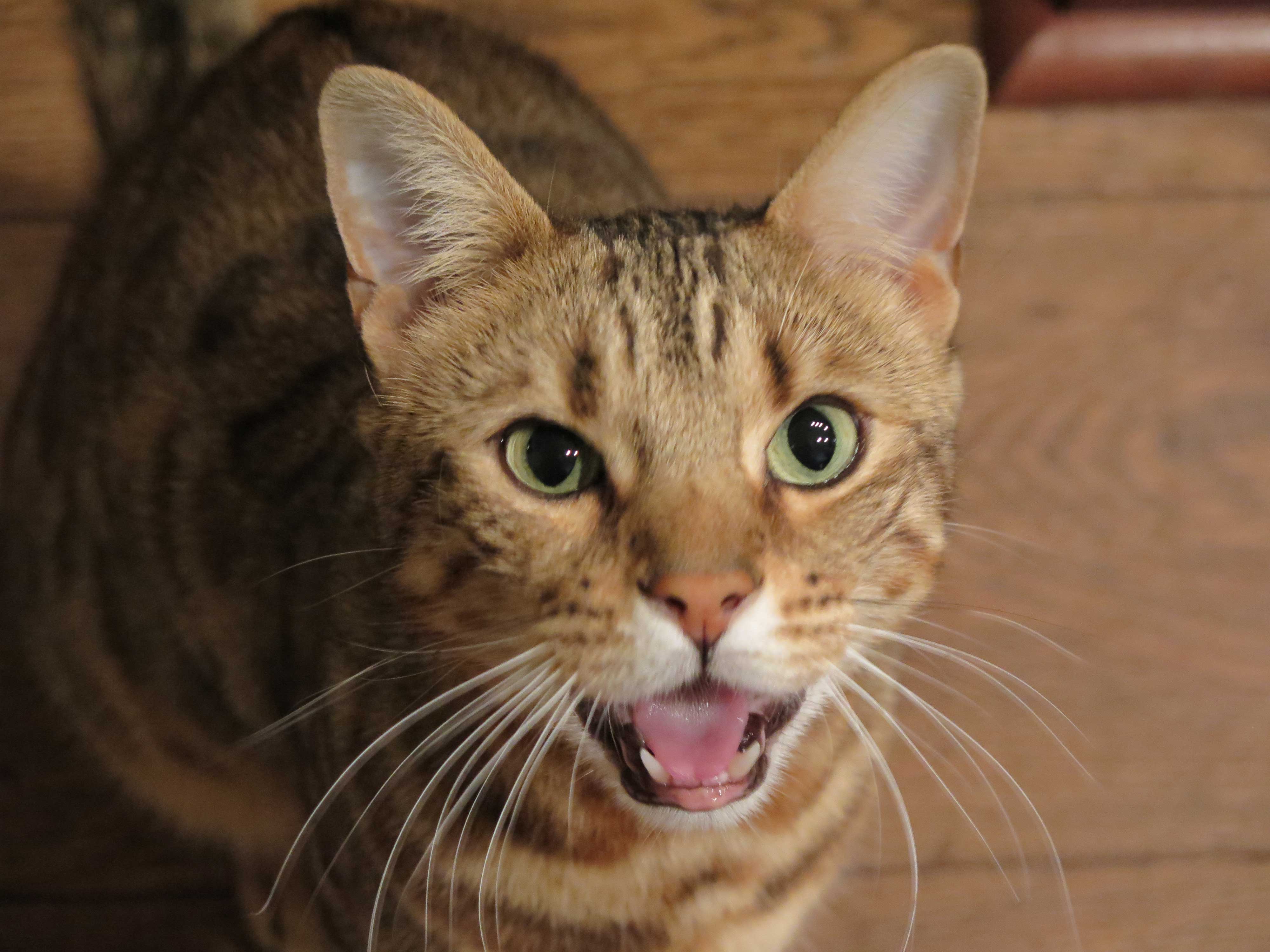 Fizgig