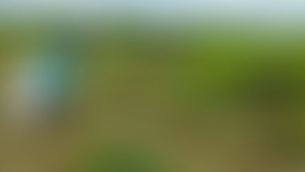 নষ্ট হচ্ছে ধান, পুজোর আগে মাথায় হাত চাষিদের