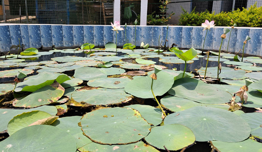 চাষিদের উৎসাহ বাড়াতে স্কুলেই পদ্ম চাষ