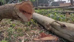 অবৈধভাবে কাটা হল ২৫০টি গাছ, চাঞ্চল্য হরিশ্চন্দ্রপুরে