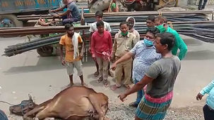 রাস্তায় ঘোরাঘুরি করা গোরু খোঁয়াড়ে পাঠাল পুরসভা, ছাড়াতে গুনতে হবে ফাইন