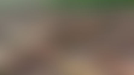 দেখা নেই বর্ষার, মাথায় হাত পাট চাষিদের