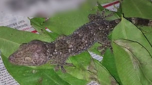 বিরল তক্ষক উদ্ধার হরিশ্চন্দ্রপুরে