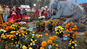 ইংরেজবাজারে শুরু বাহারি ফুলের মেলা