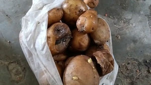 মিড-ডে মিলে নিম্নমানের সামগ্রী, বিক্ষোভ চাঁচলে